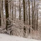 WinterWald