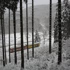 Winterwald