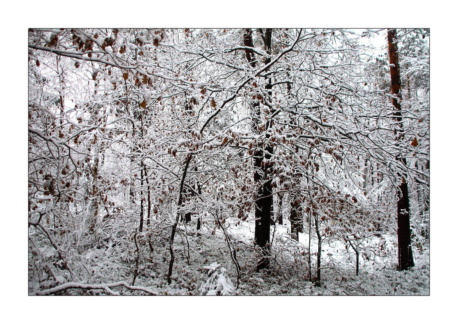 Winterwald