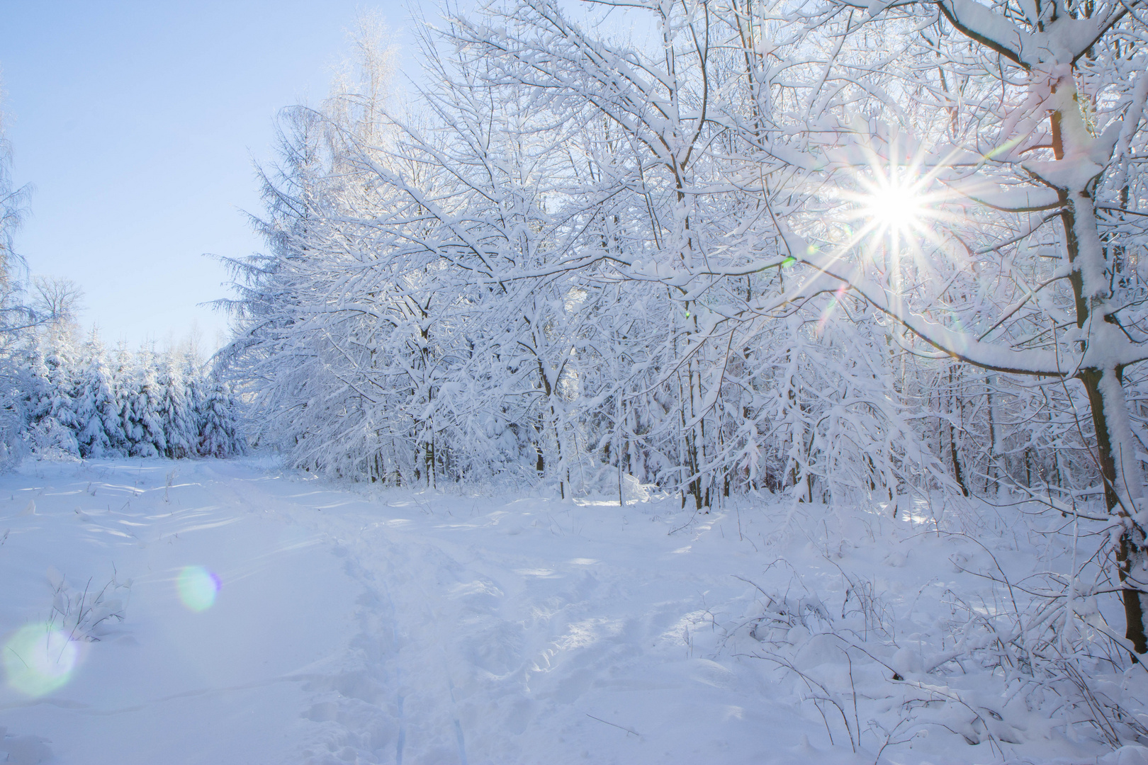 Winterwald