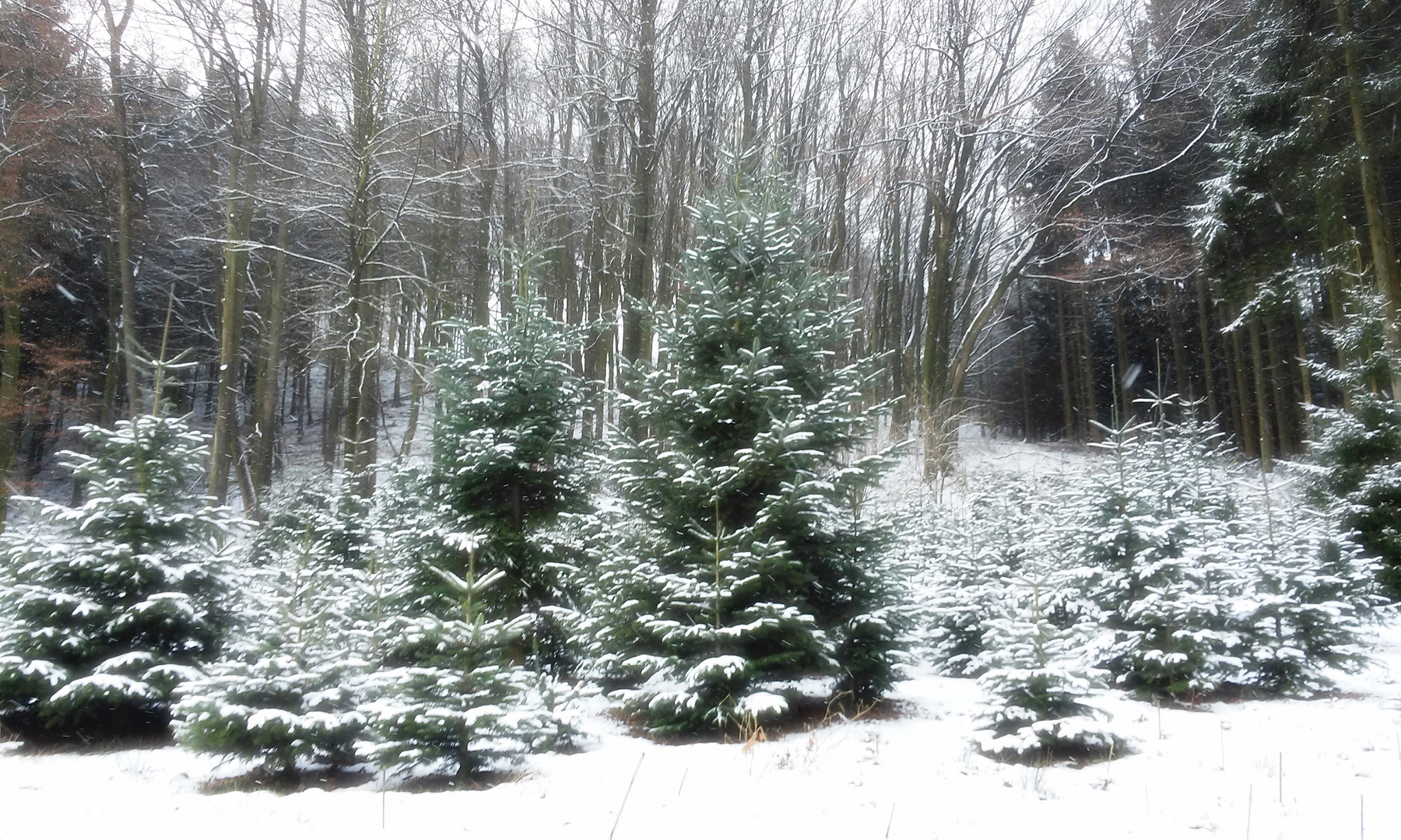 Winterwald