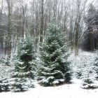 Winterwald