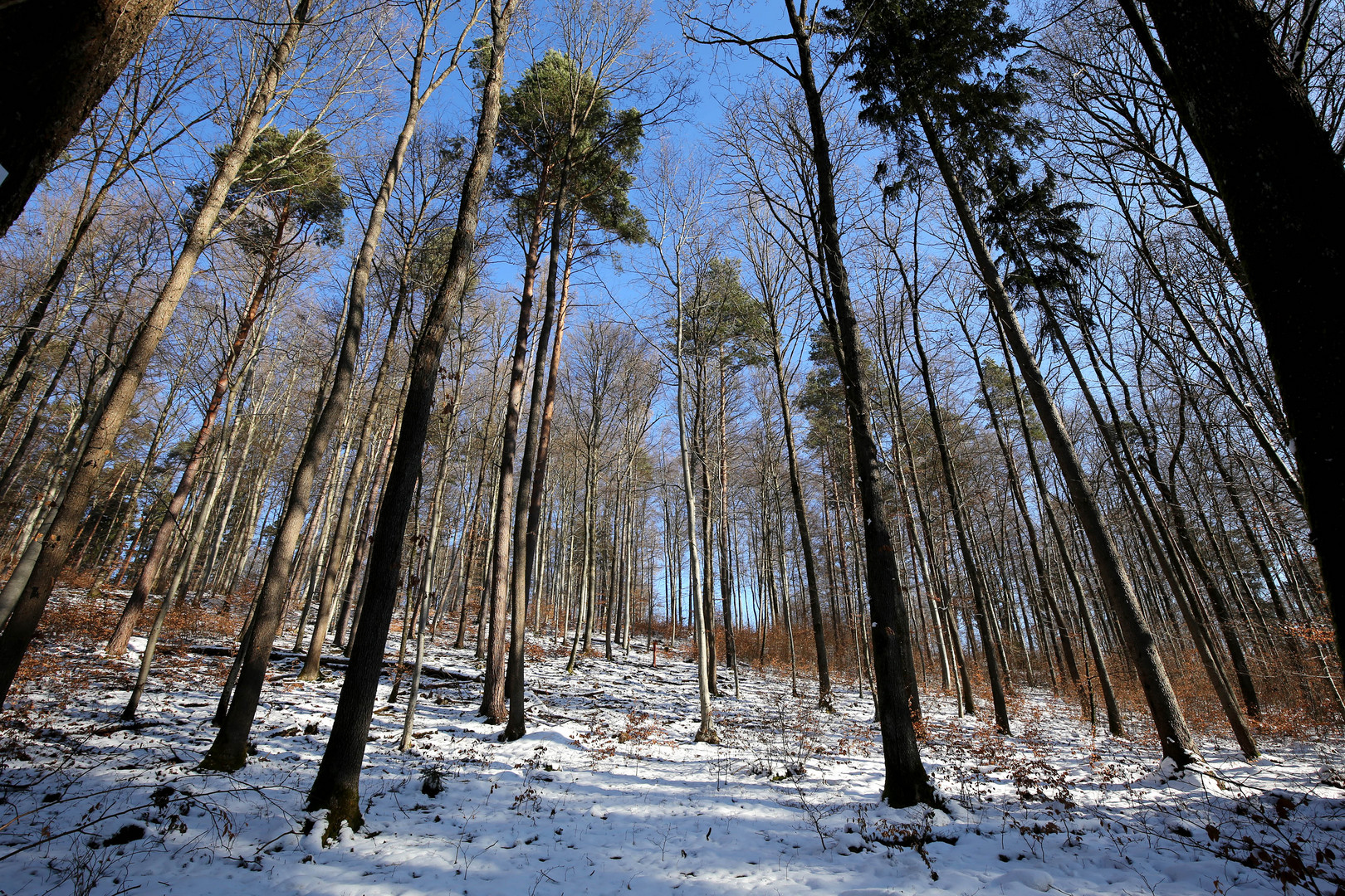 Winterwald