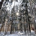 Winterwald