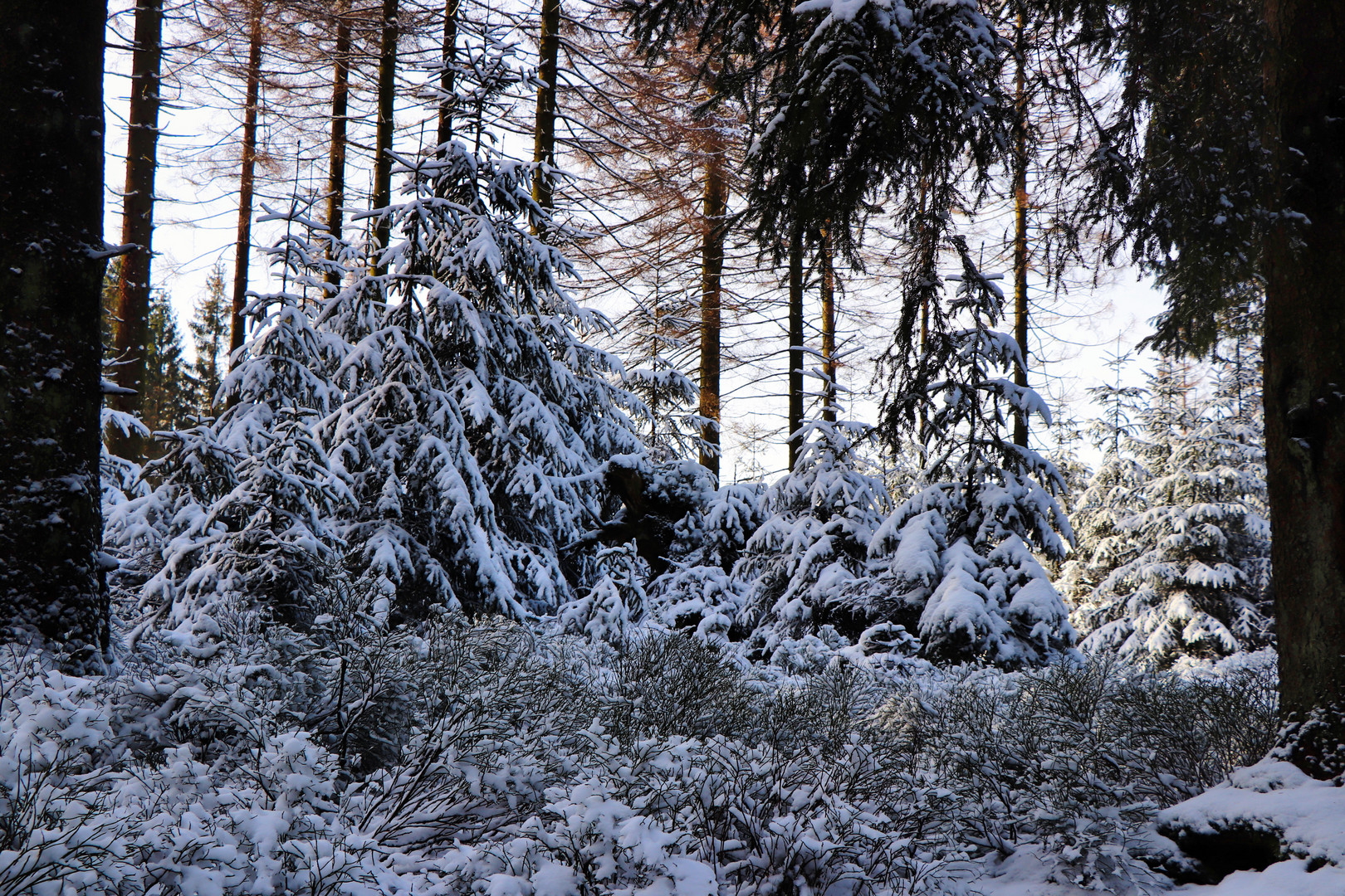 Winterwald