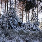 Winterwald