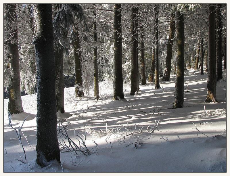 Winterwald