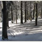 Winterwald