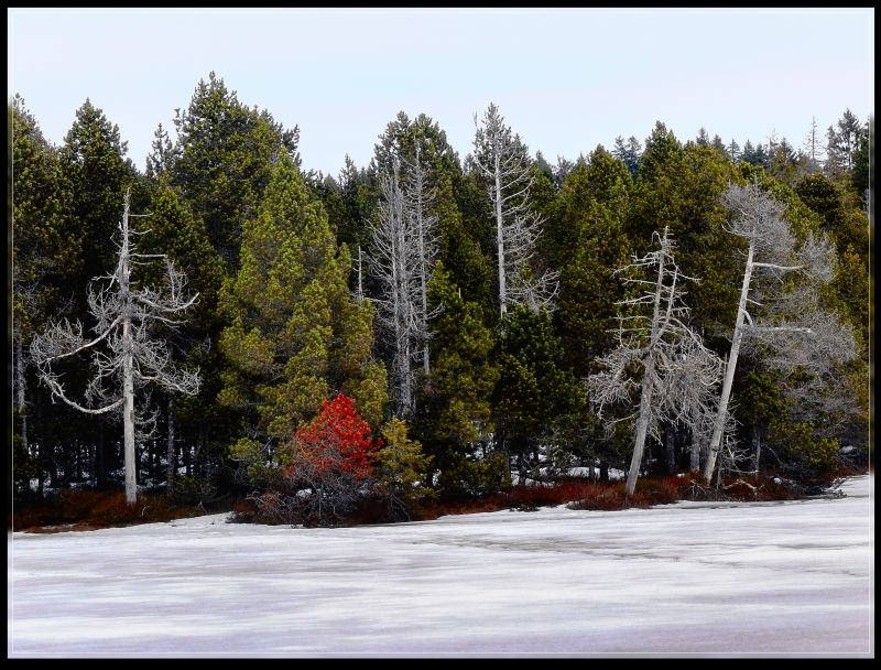 Winterwald