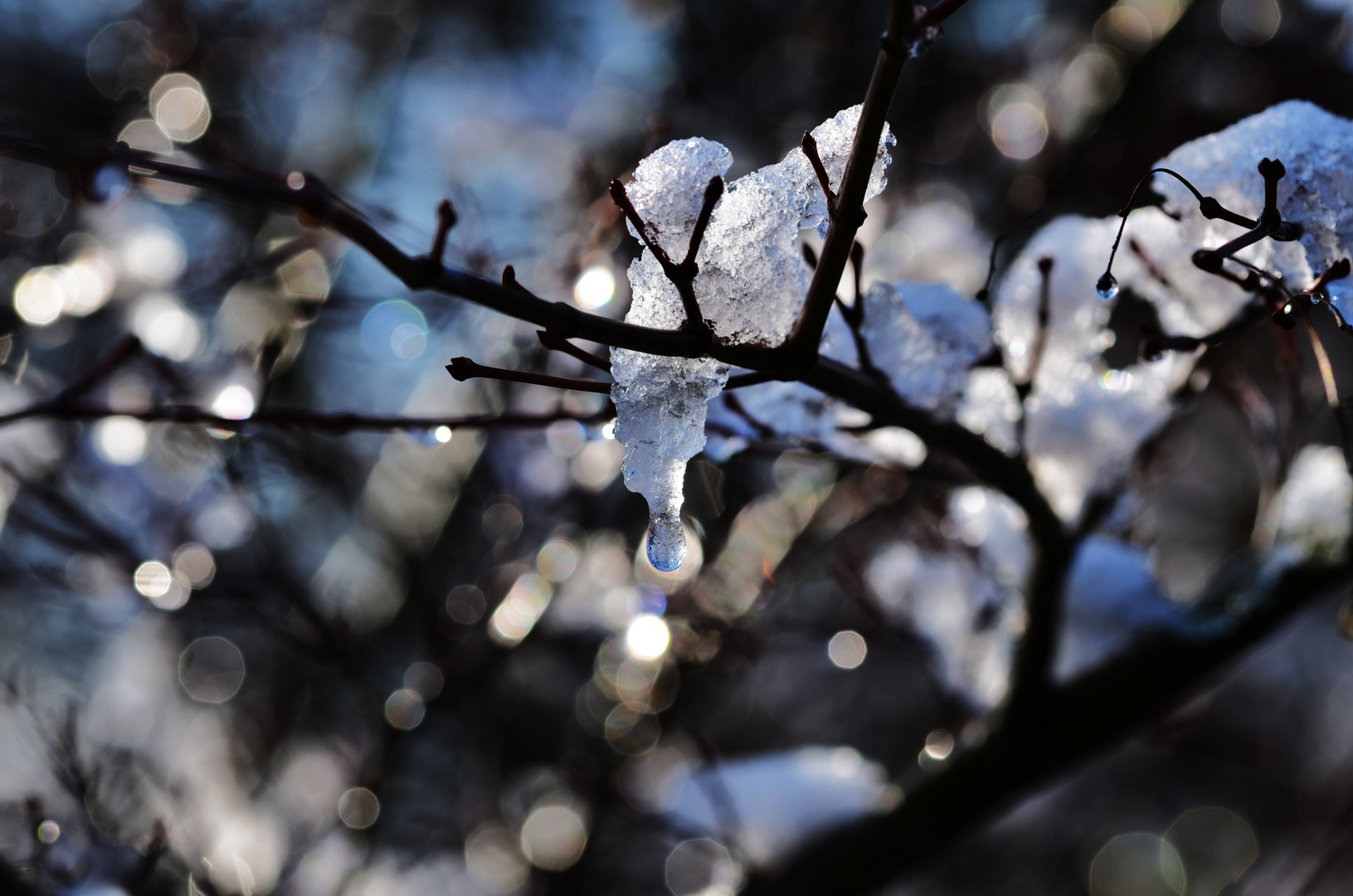 Winterwald