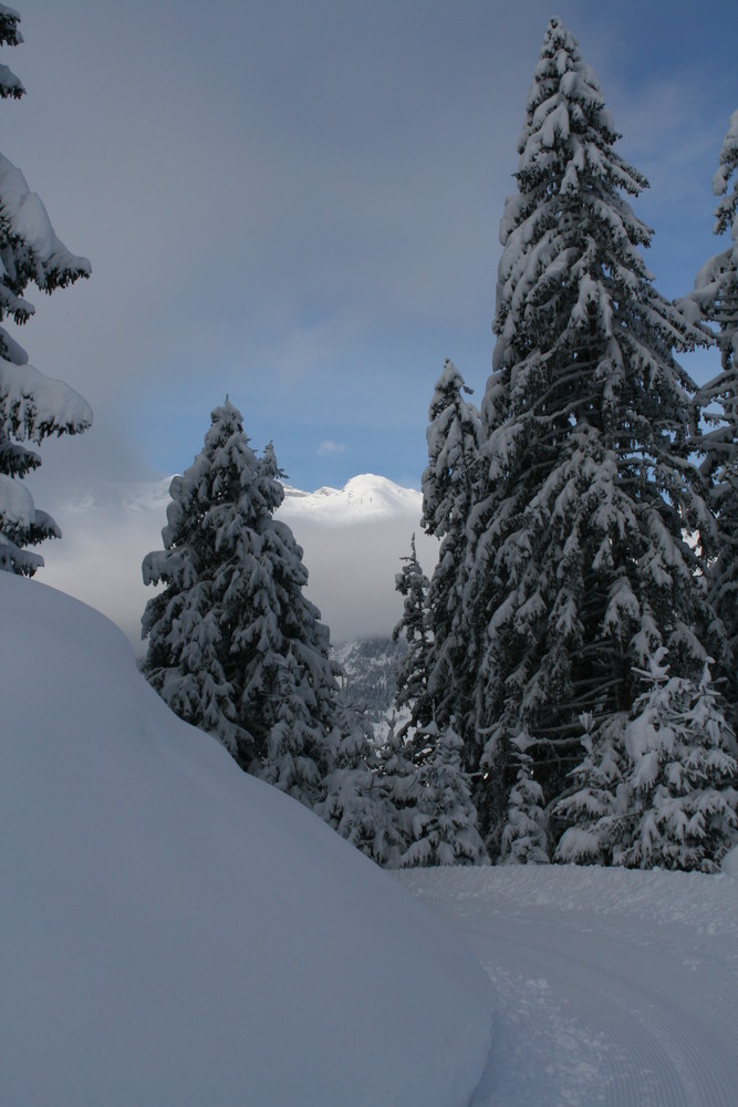 Winterwald