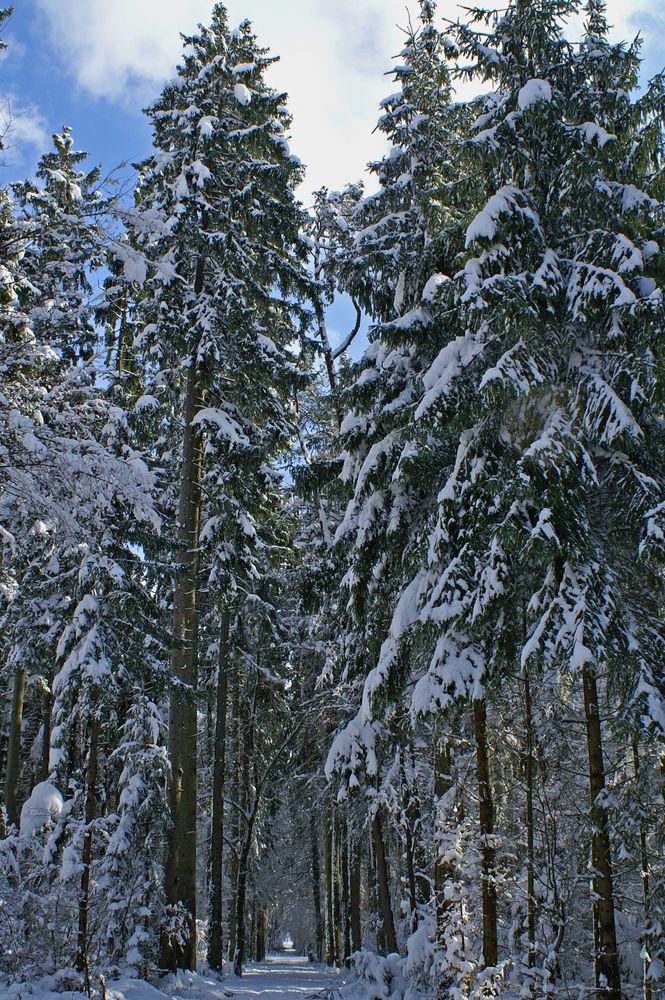 Winterwald