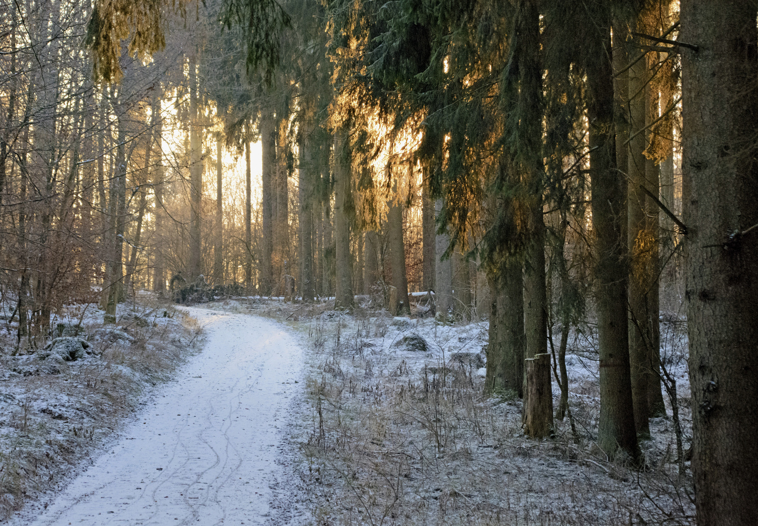 Winterwald