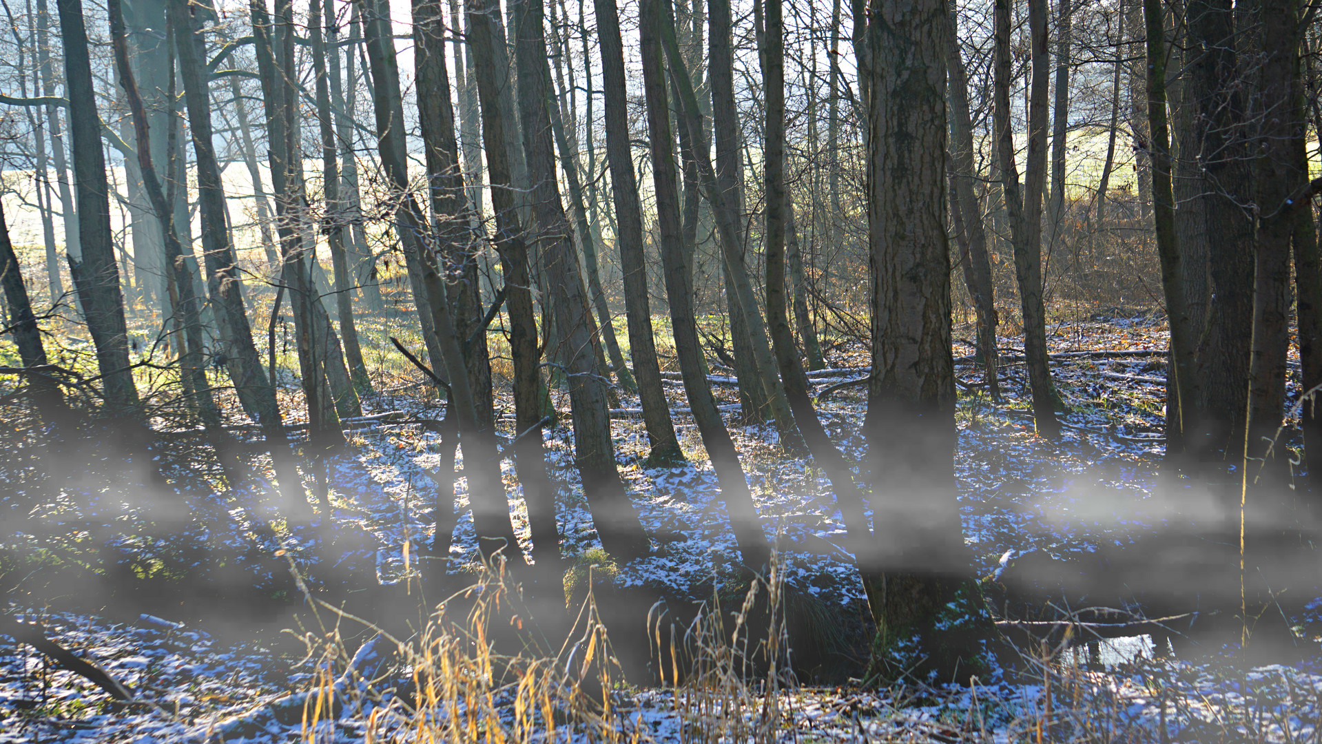 Winterwald