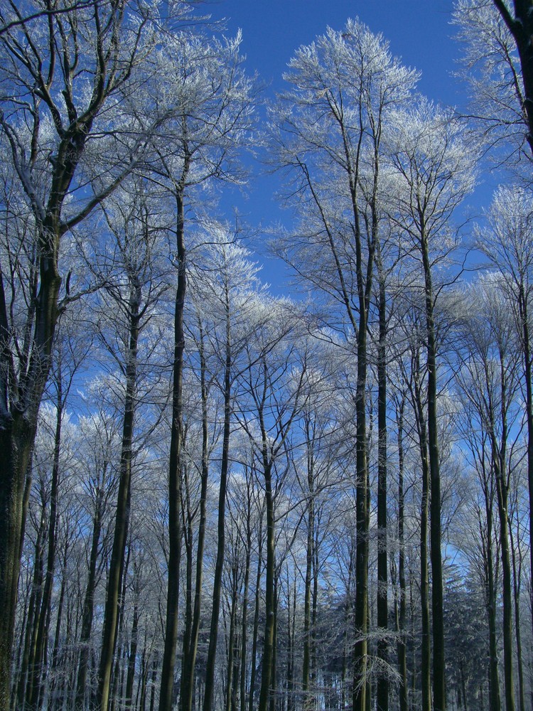 Winterwald