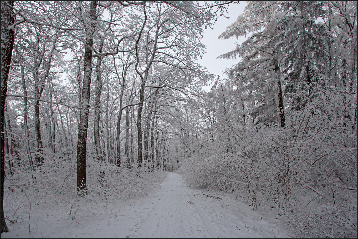 Winterwald