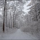 Winterwald