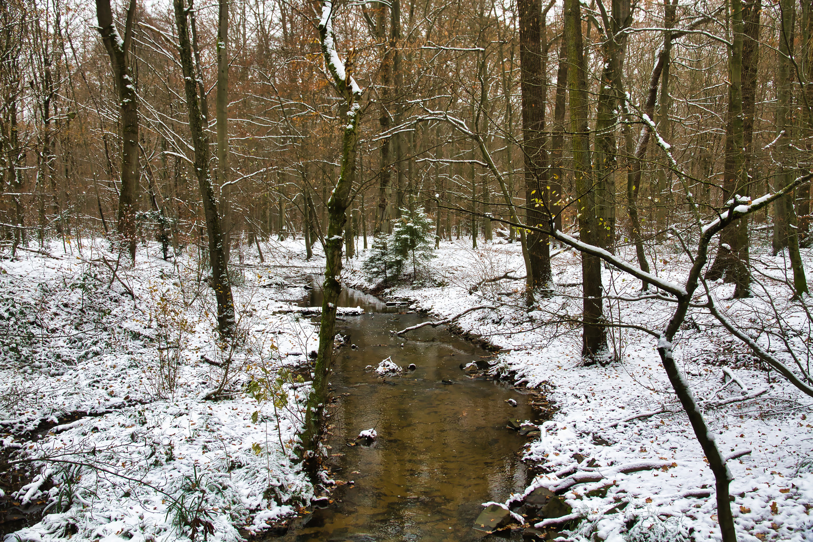 Winterwald