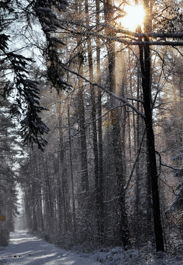 Winterwald