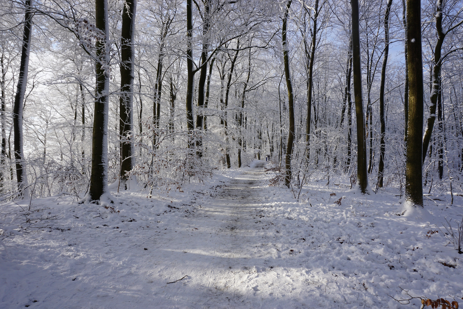 Winterwald