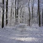 Winterwald