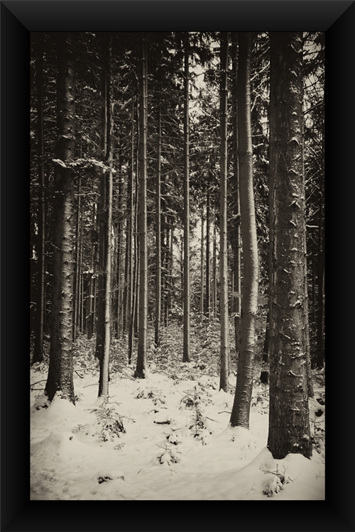 Winterwald