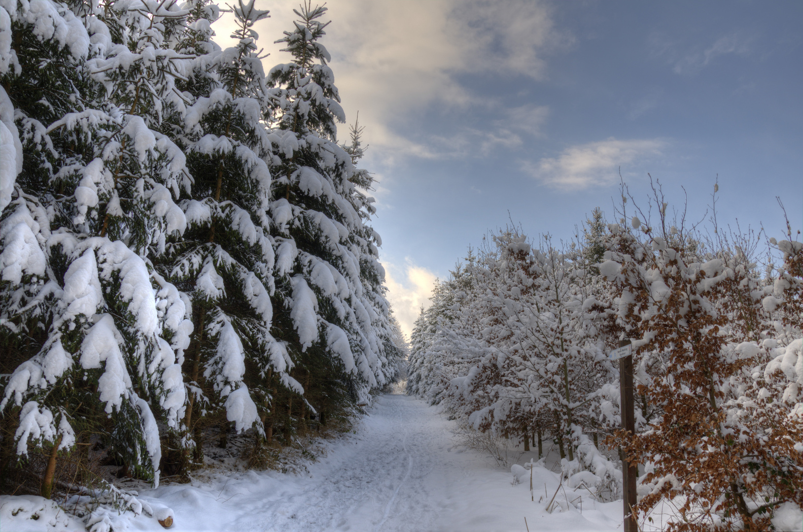 Winterwald