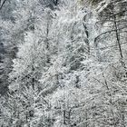 Winterwald