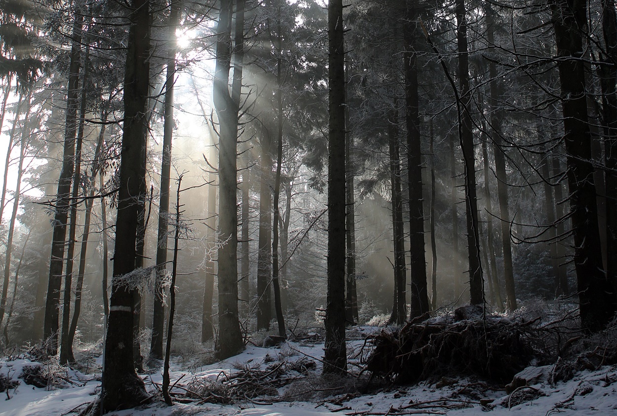 Winterwald