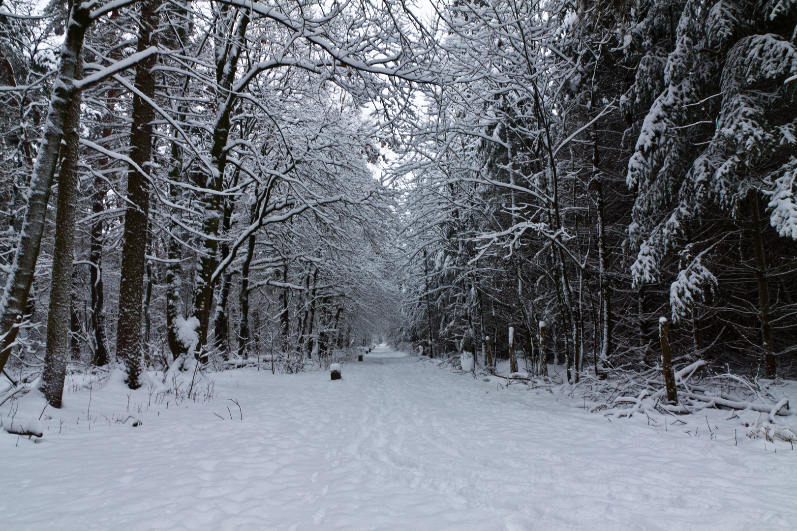 Winterwald