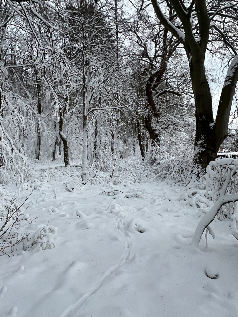 Winterwald