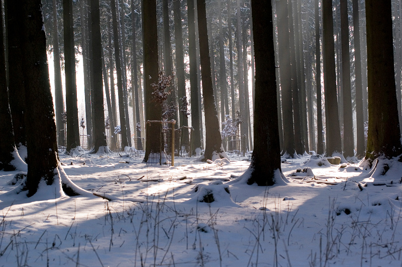 Winterwald