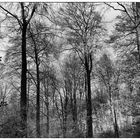 Winterwald 