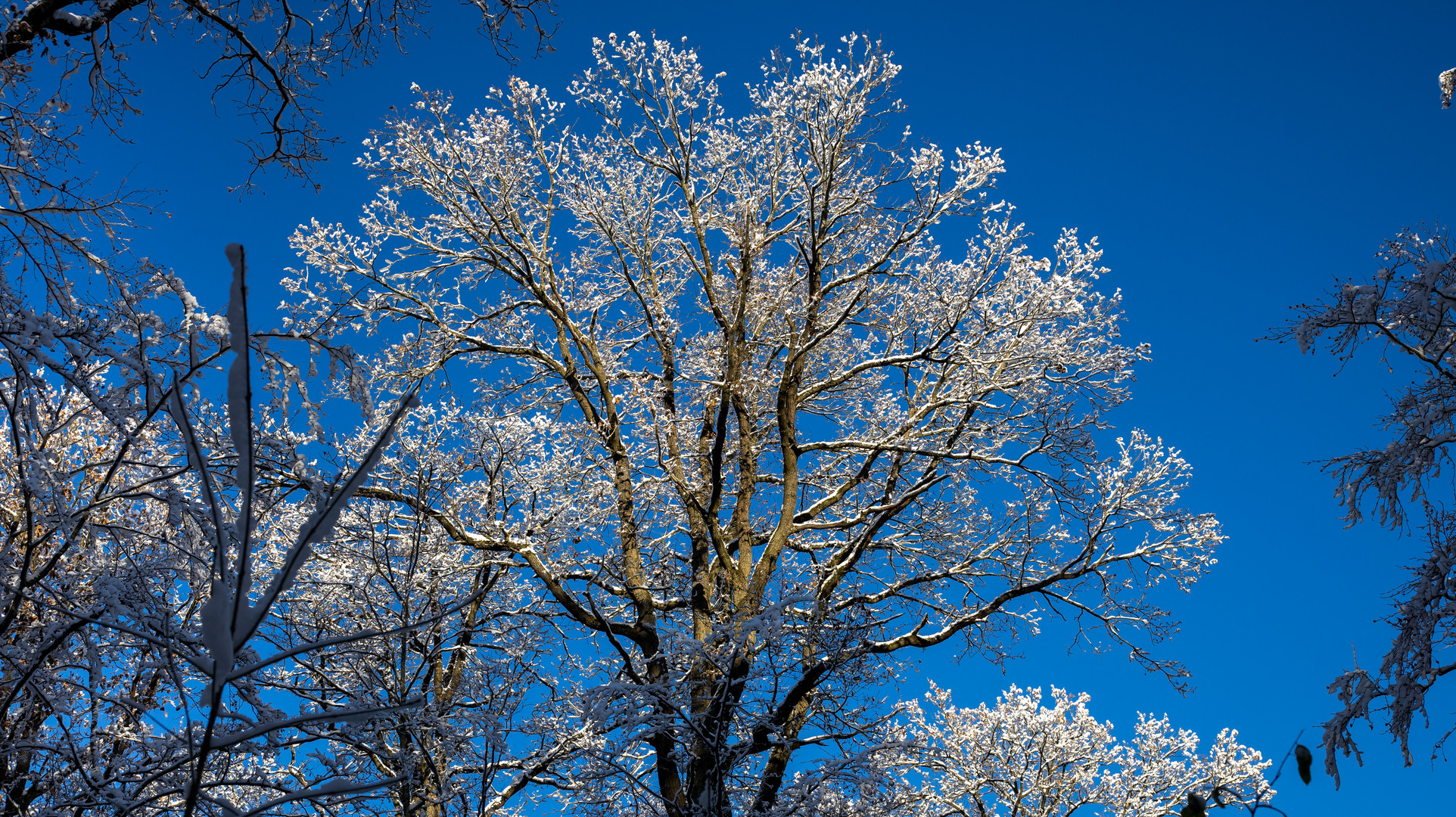 Winterwald