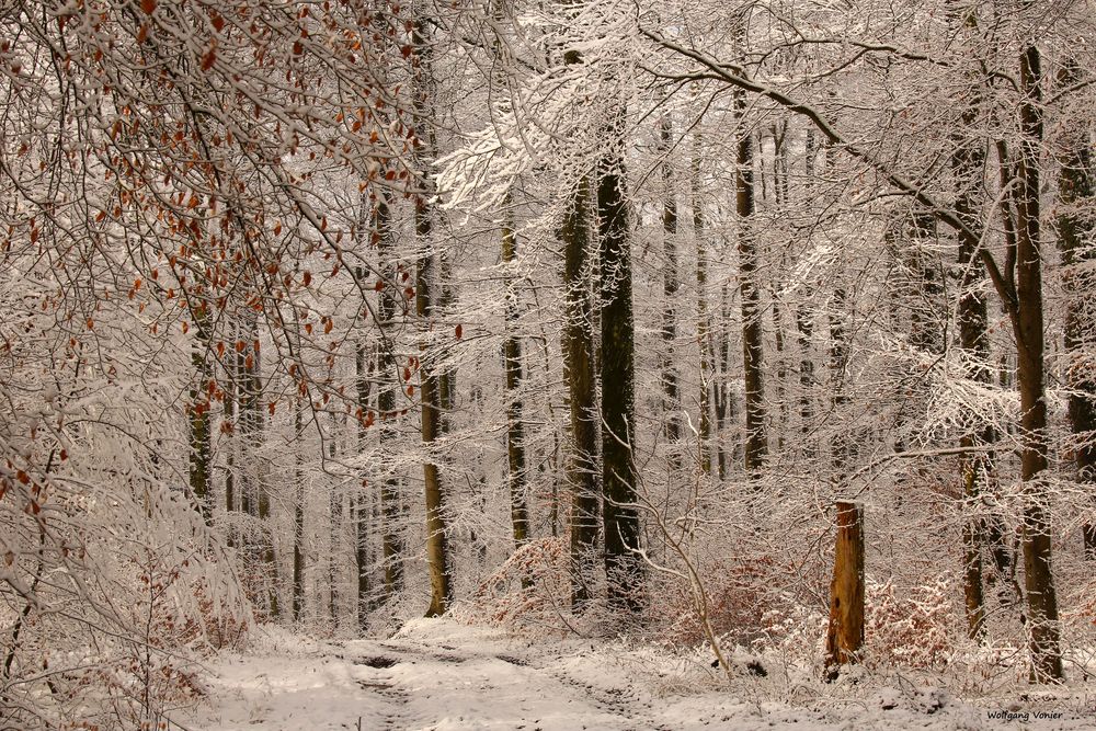 Winterwald