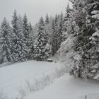 Winterwald