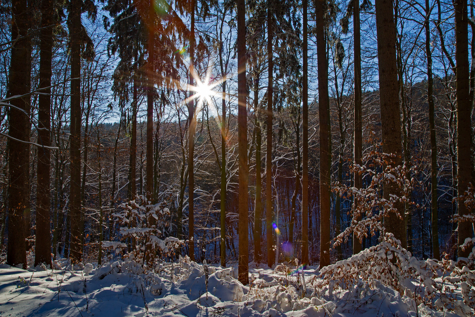 Winterwald