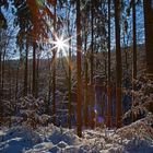 Winterwald