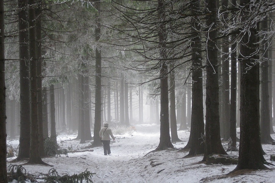 Winterwald