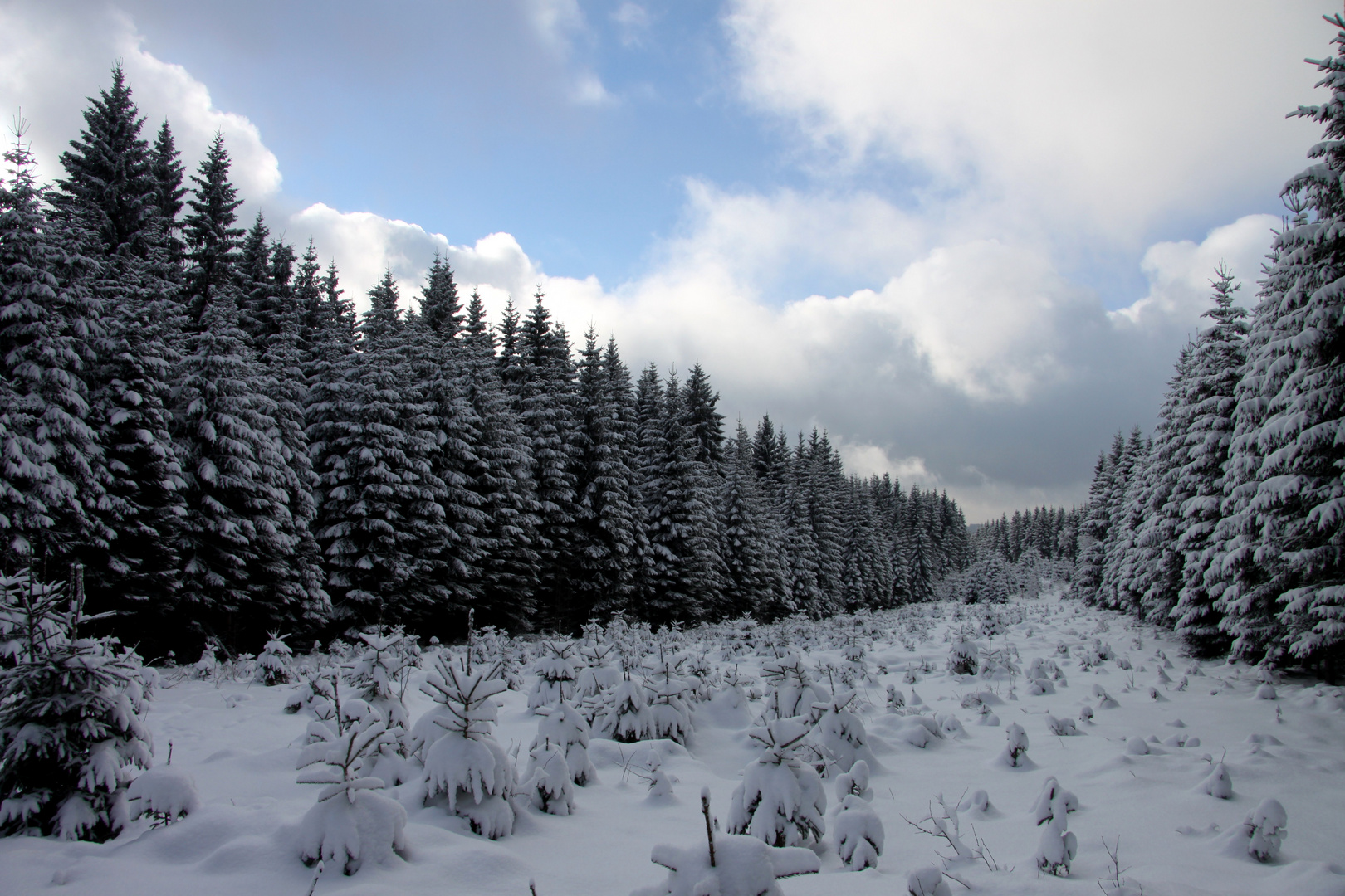 Winterwald