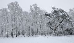 Winterwald