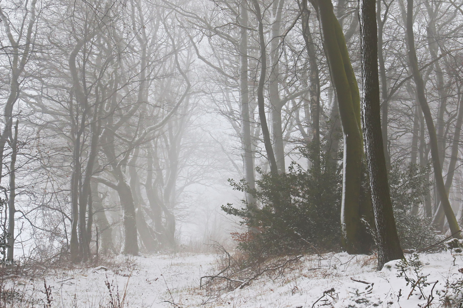 Winterwald