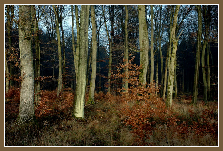 Winterwald am 31.12.2006 in Wiesbaden