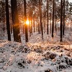 Winterwald am Abend 2