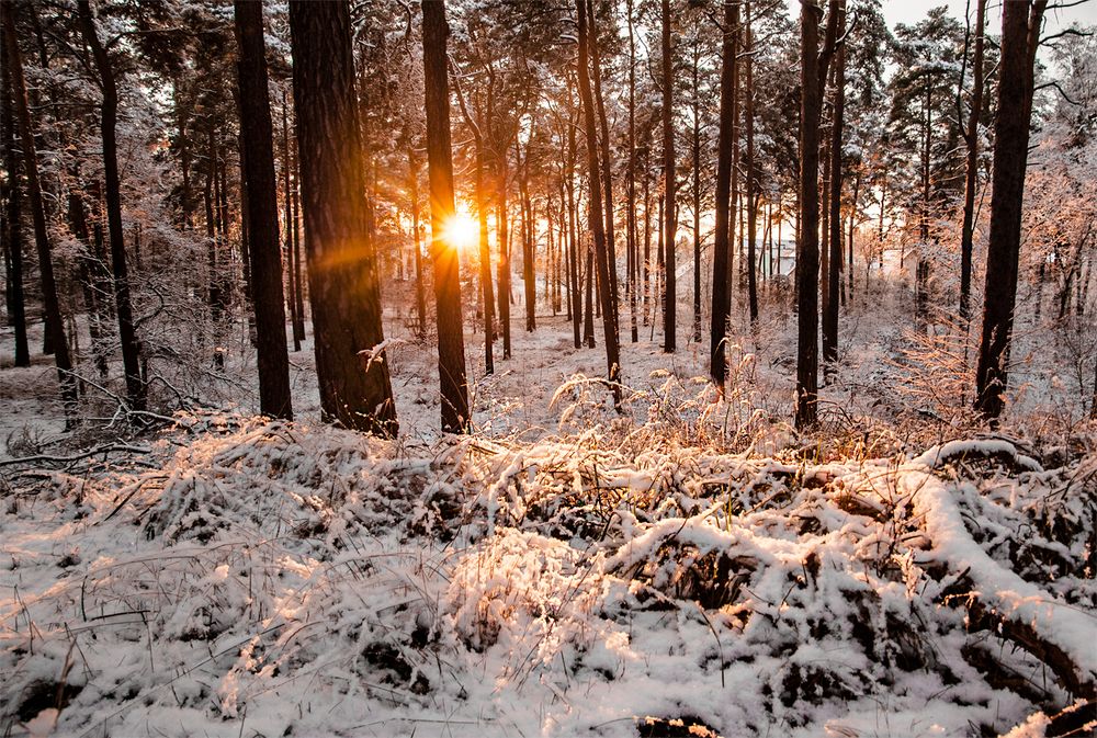 Winterwald am Abend 2