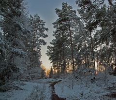 Winterwald am Abend