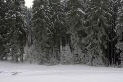 Winterwald am Hömerich