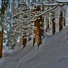 Winterwald am Hoernliweg in Adelboden