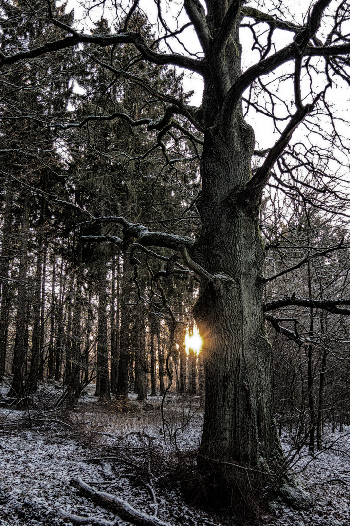 Winterwald am Möhnesee