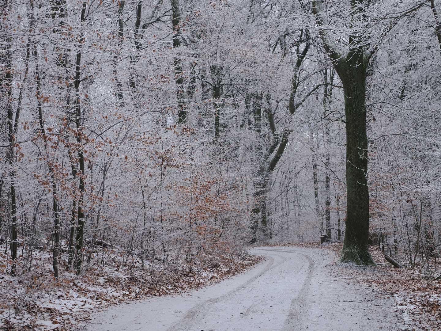 Winterwald am Oelberg